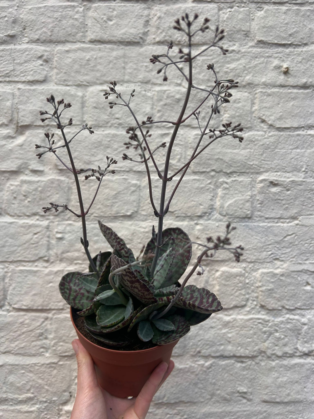 Kalanchoe humilis &