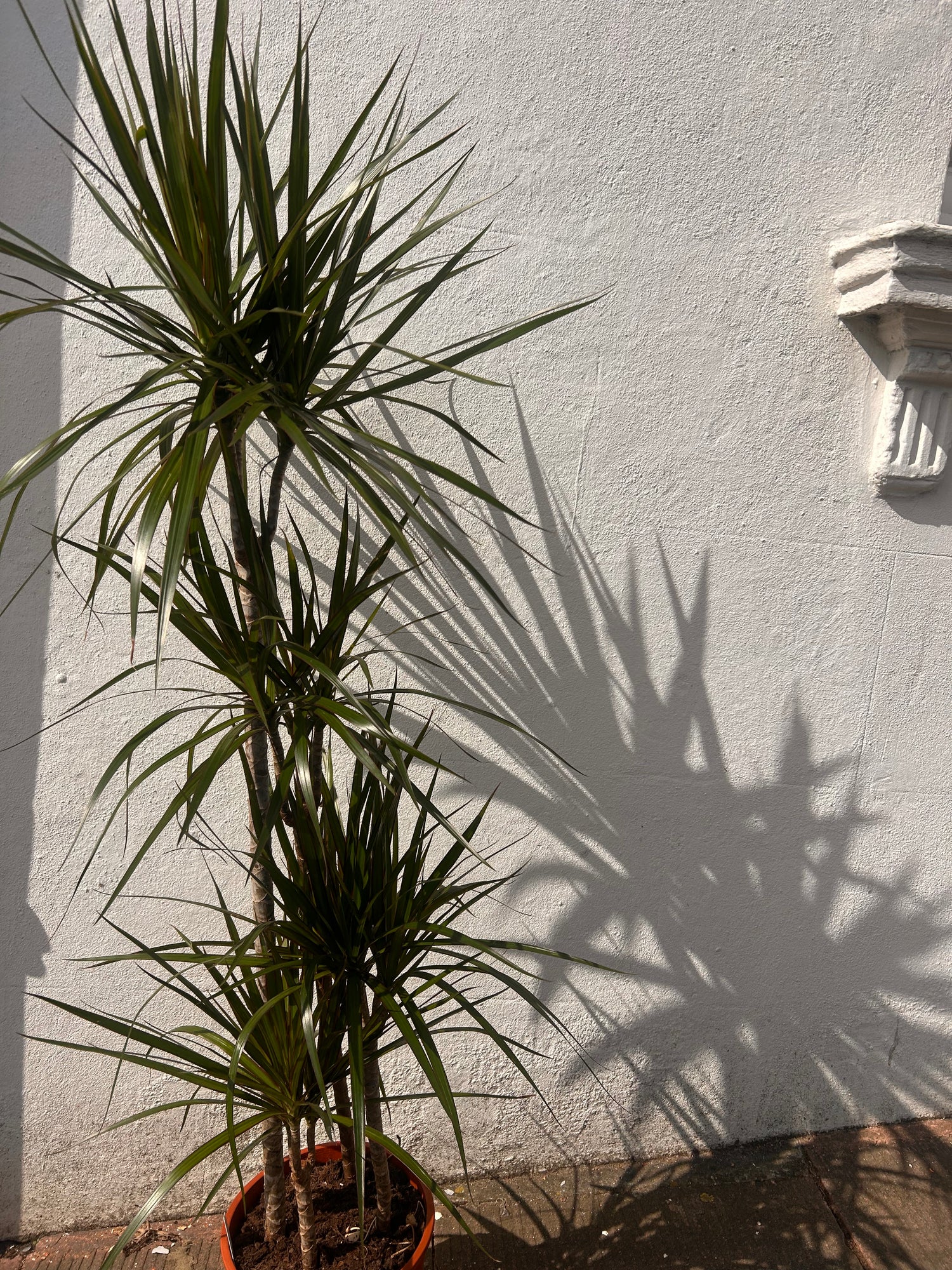 Dracaena Marginata (Dragon Tree)