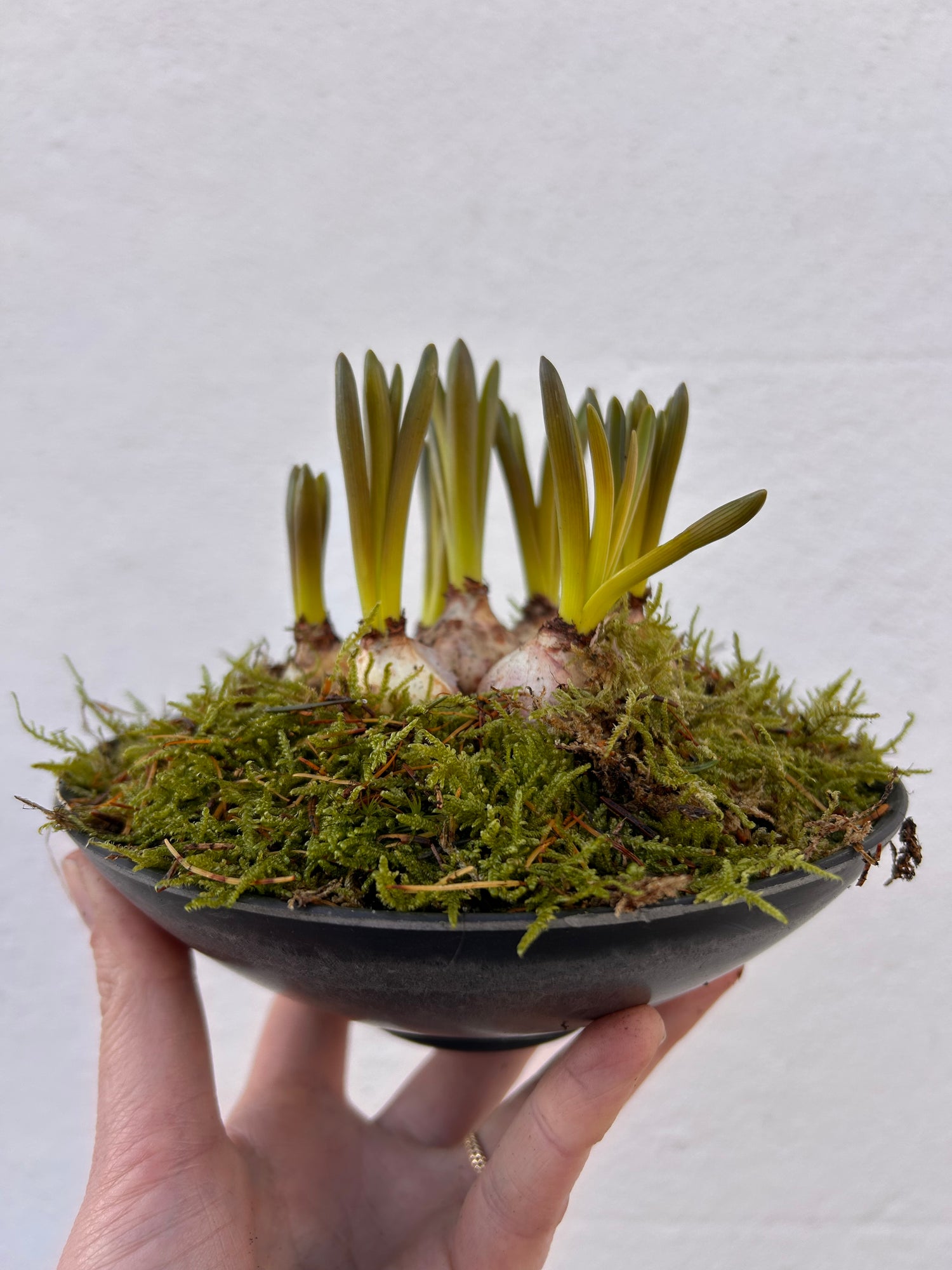 Planted bulbs in different vessels  - ideal for mothers day. Indoor/outdoor