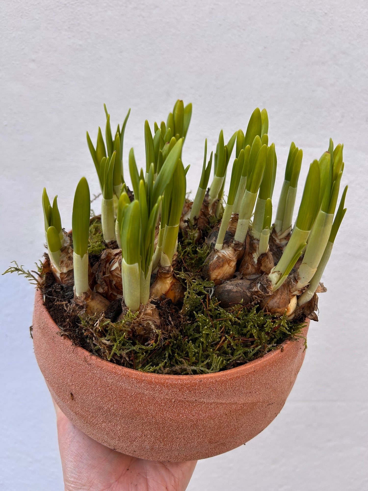 Planted bulbs in different vessels  - ideal for mothers day. Indoor/outdoor
