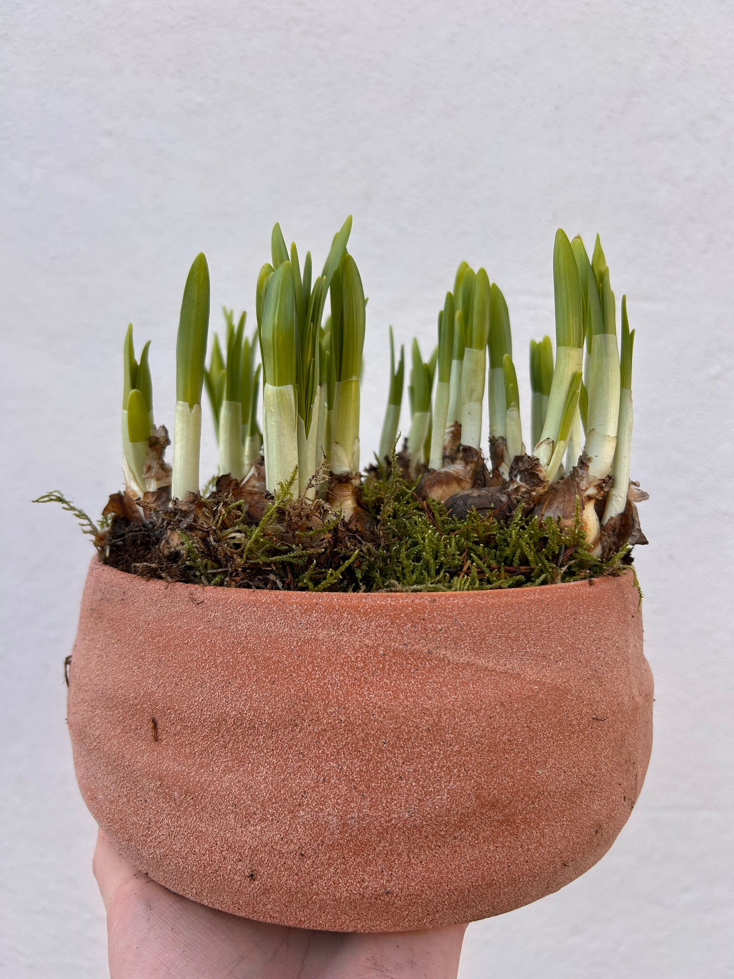 Planted bulbs in different vessels  - ideal for mothers day. Indoor/outdoor