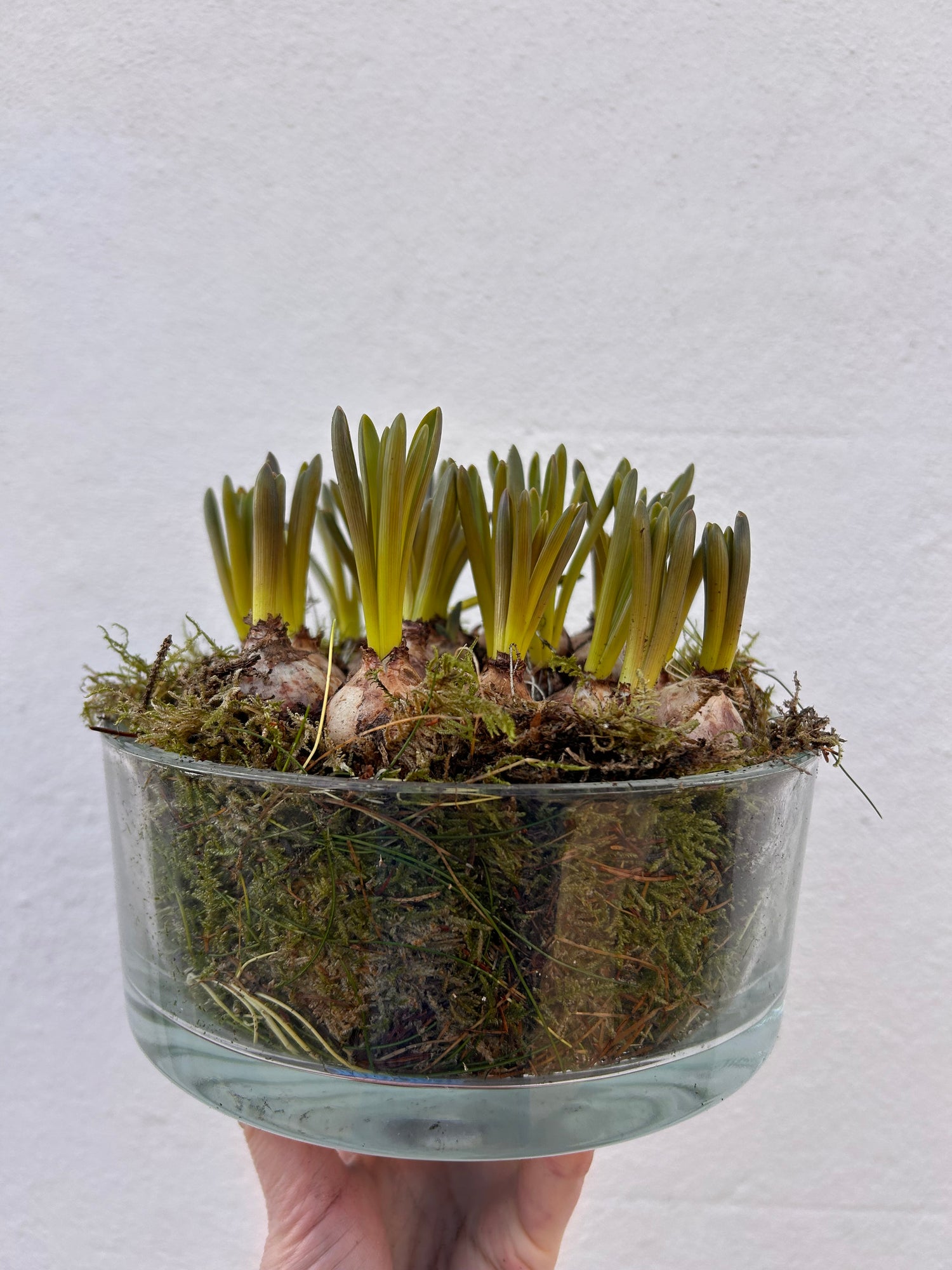 Planted bulbs in different vessels  - ideal for mothers day. Indoor/outdoor