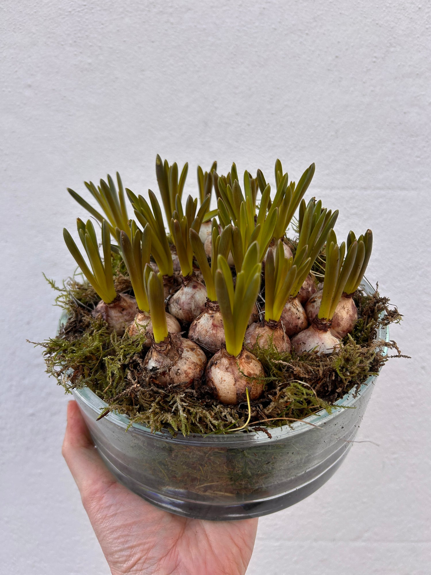 Planted bulbs in different vessels  - ideal for mothers day. Indoor/outdoor