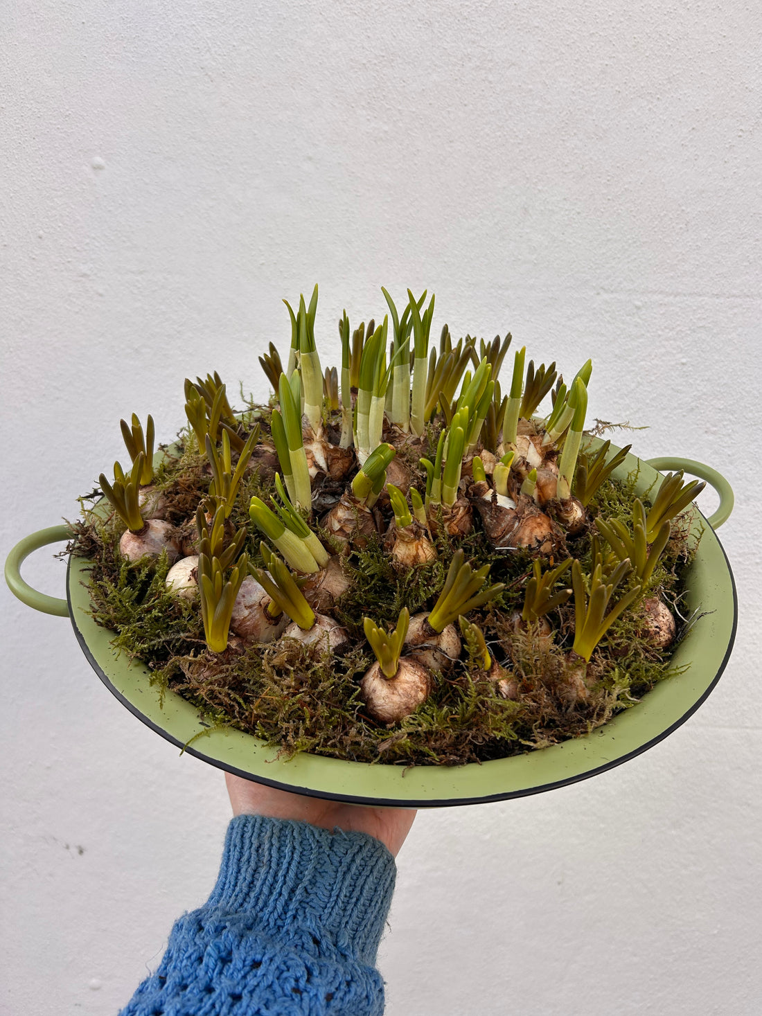 Planted bulbs in different vessels - ideal for mothers day. Indoor/outdoor