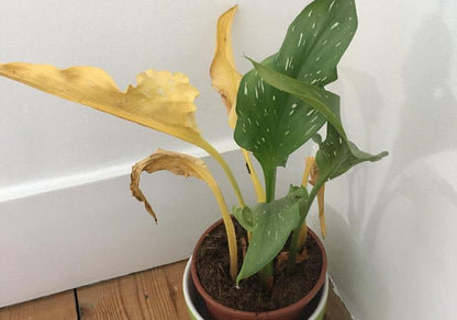 Slow release sachets for Red Spider Mite (Amblyseius Andersoni)