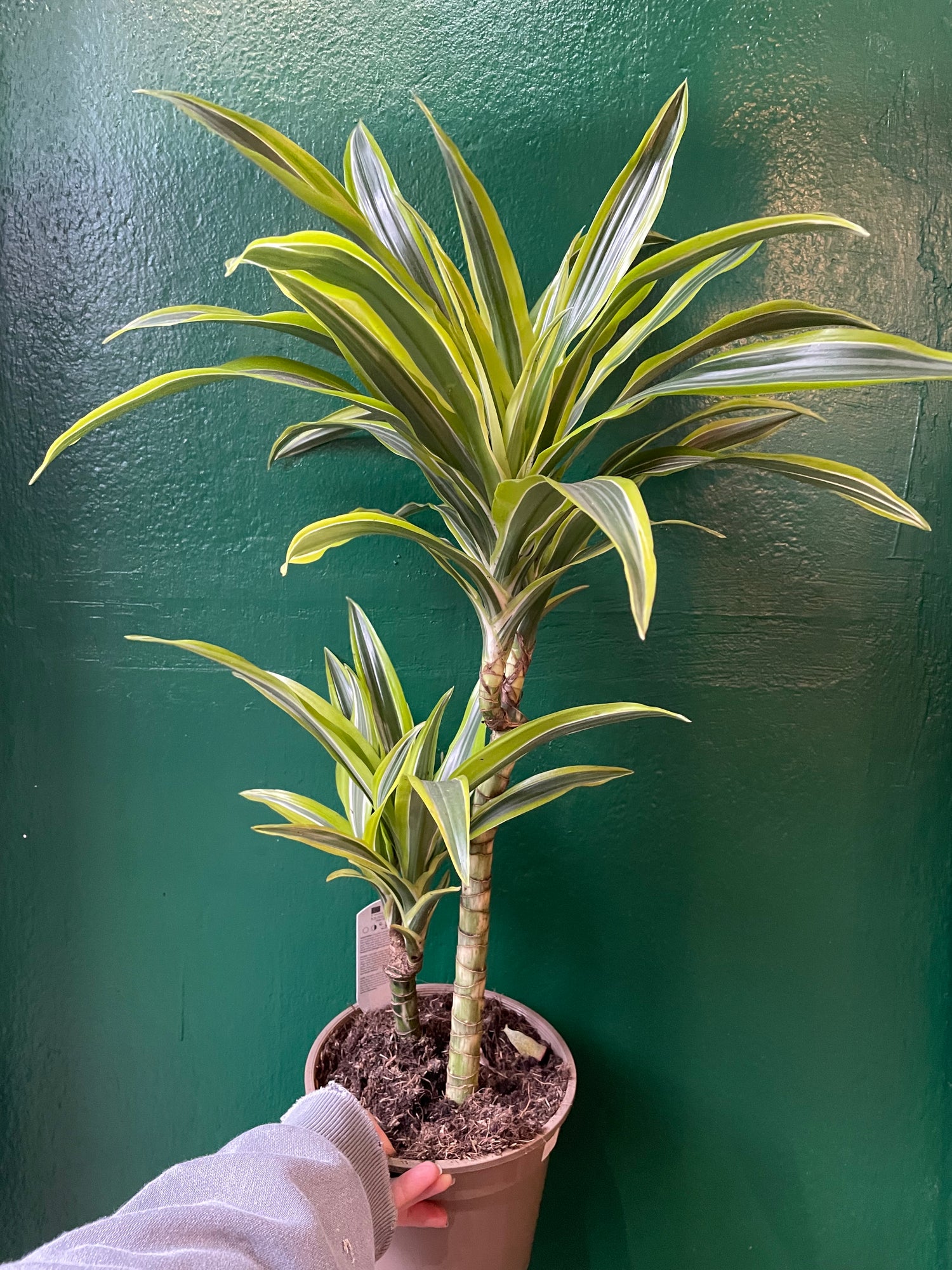 Dracaena fragrans Various varieties (Dragon tree)