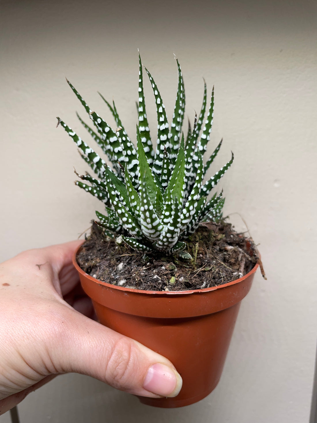 Haworthia fasciata &