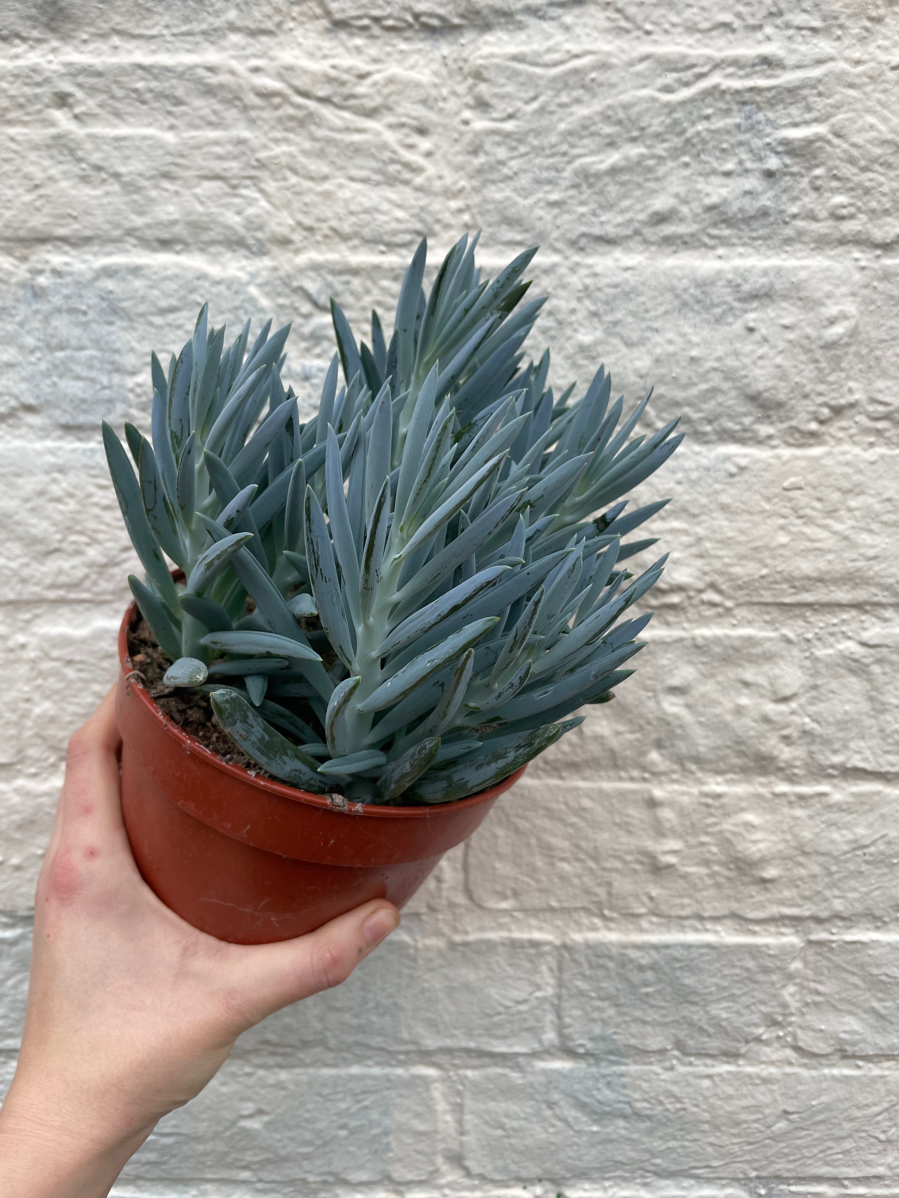 Curio ficoides ( Skyscraper Succulent) (Various Varieties)