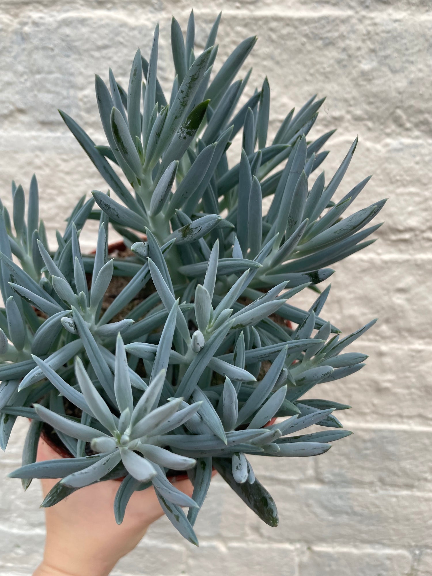 Curio ficoides ( Skyscraper Succulent) (Various Varieties)