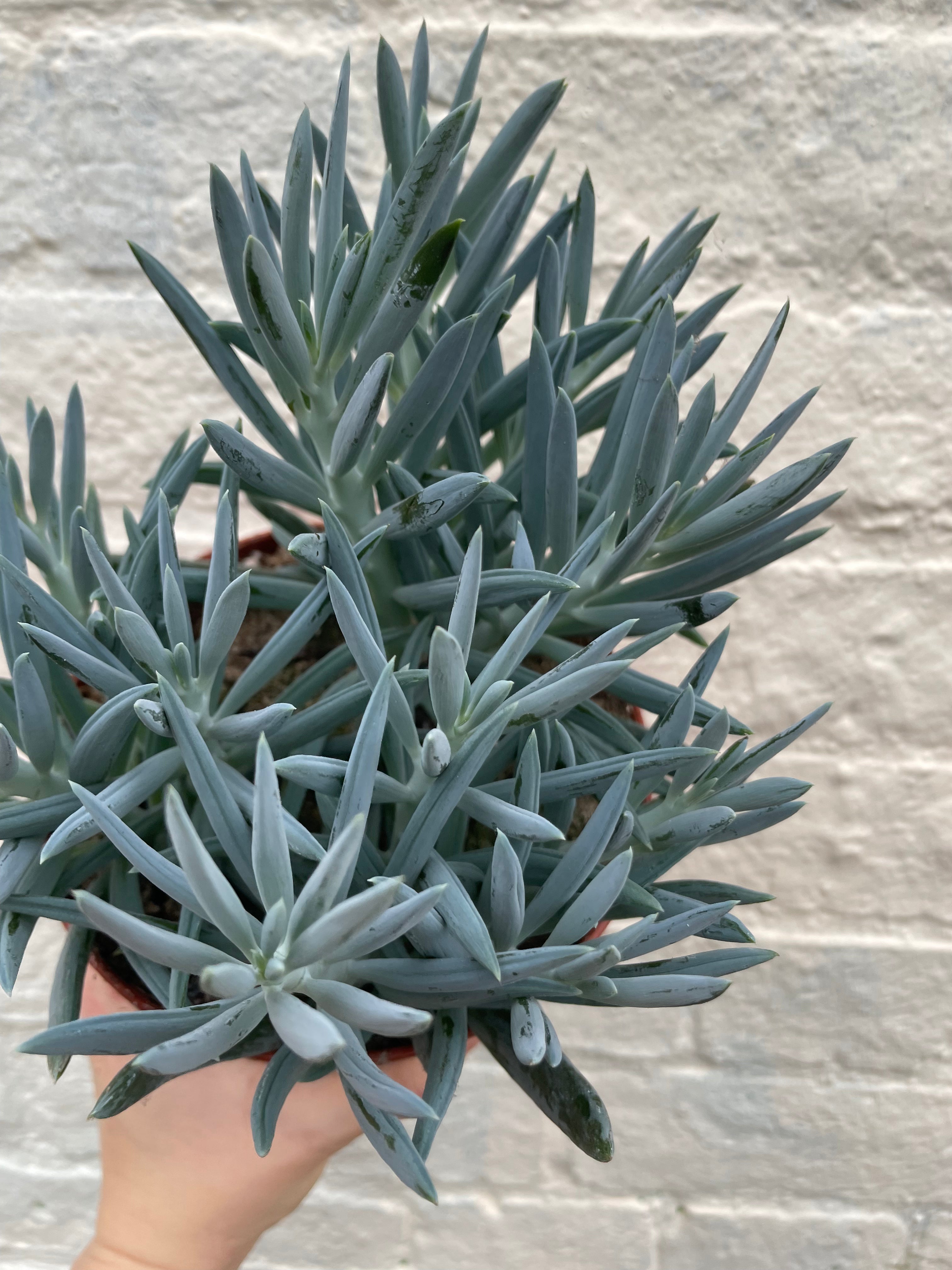 Curio ficoides ( Skyscraper Succulent) (Various Varieties)