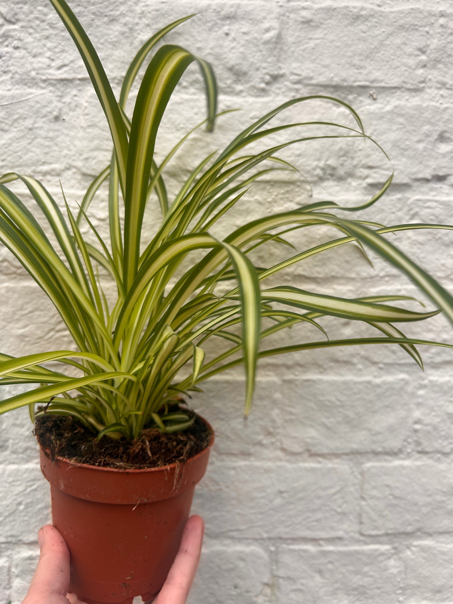 Chlorophyttum &