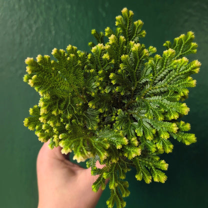 Selaginella martensii &