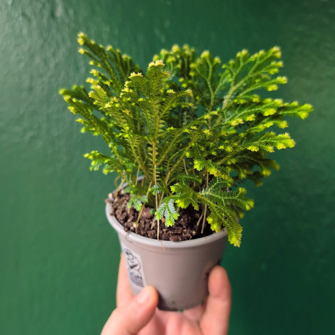 Selaginella martensii &