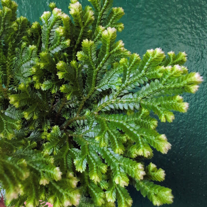 Selaginella martensii &