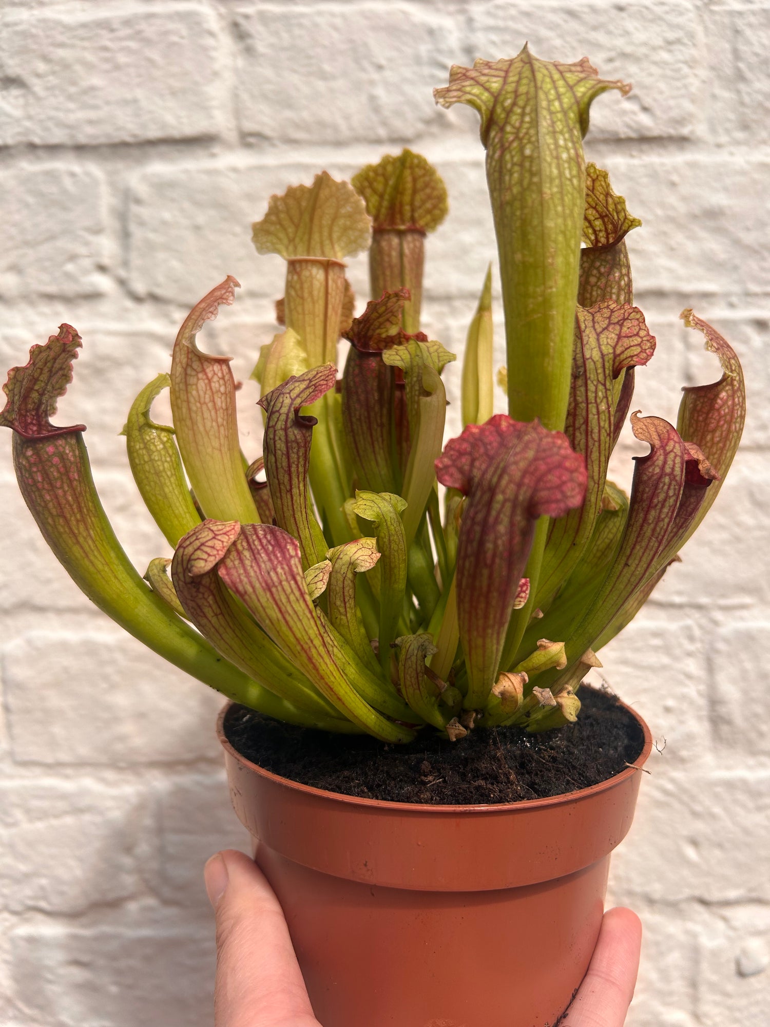 Sarracenia Varieties (Trumpet Pitcher plant) Carnivorous plant