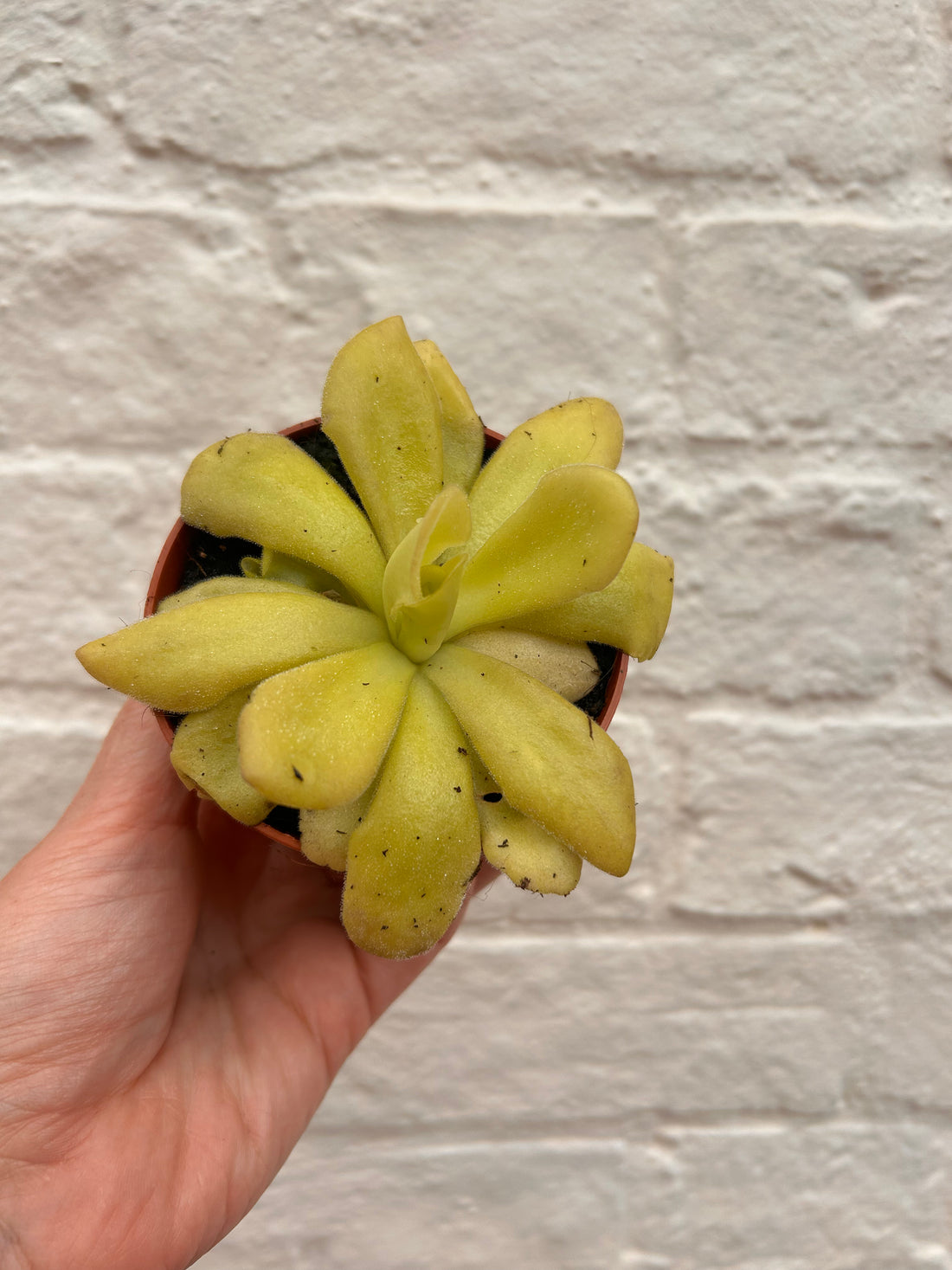 Pinguicula agnata (Butterwort/ Carniverous plant)