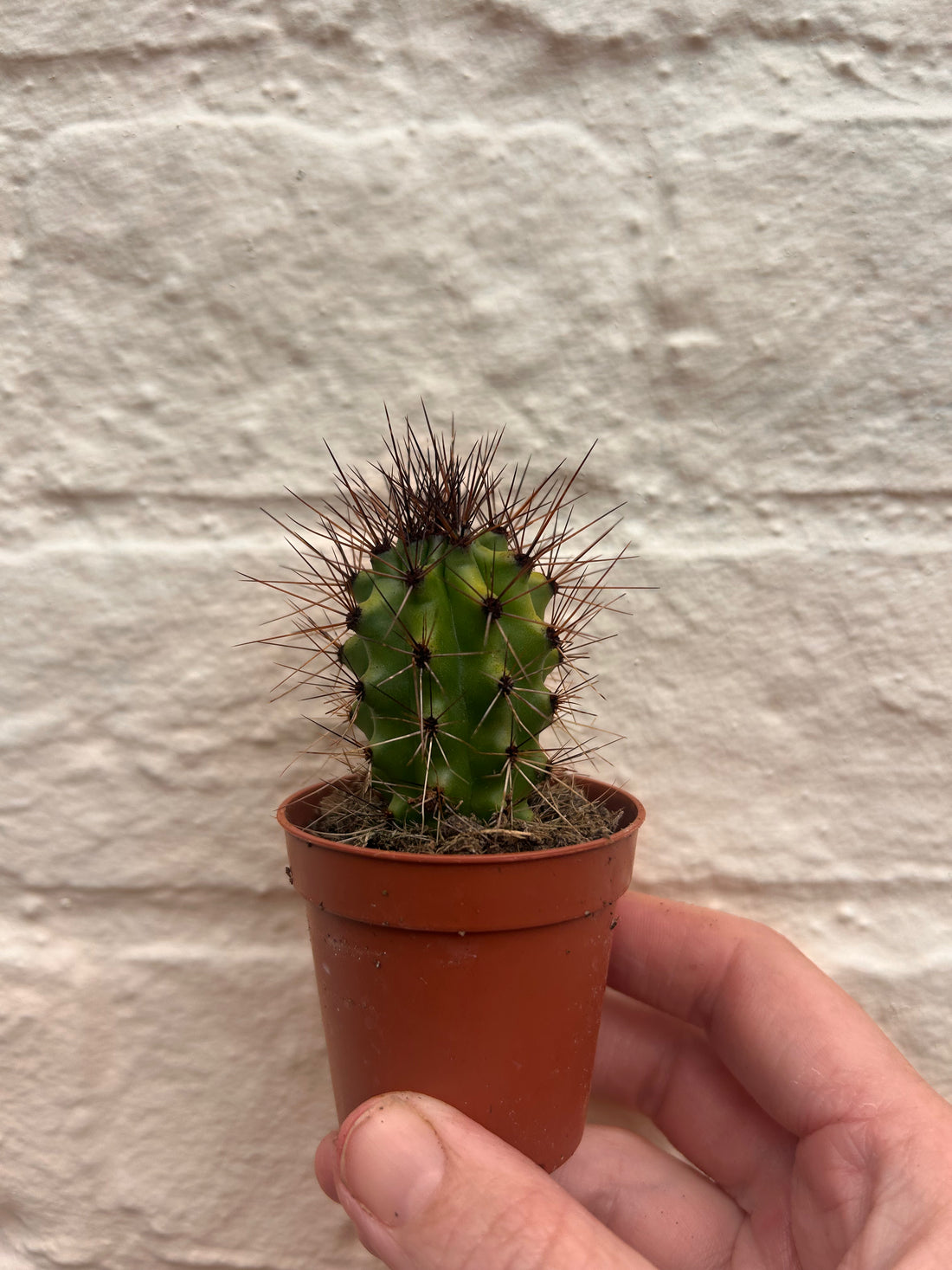 Lemaireocereus thurberi syn. Stenocereus thurberi (Organ pipe cactus)