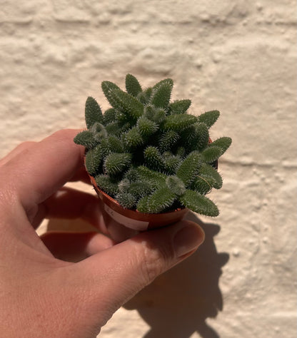Delosperma echinatum (Pickle Plant)