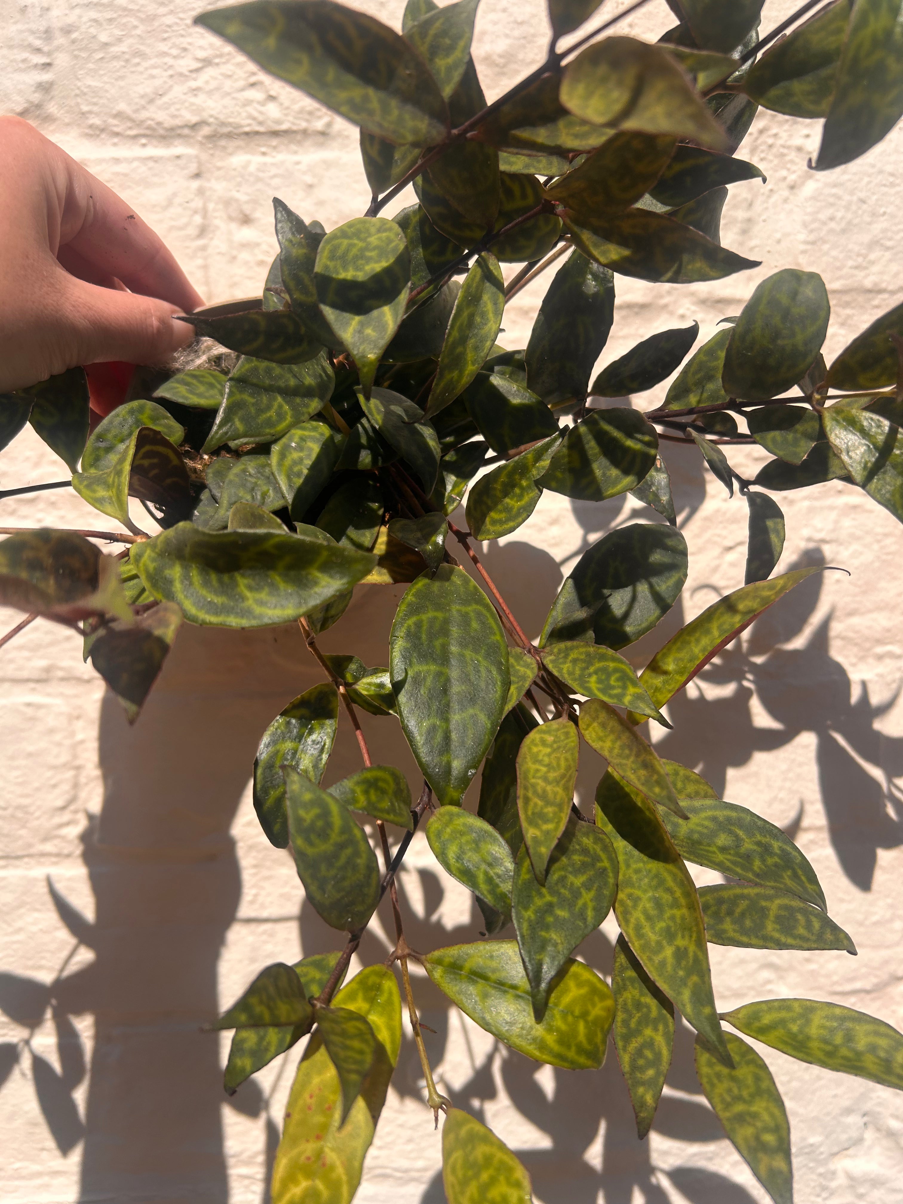 Aeschynanthus marmoratus (Zebra Vine/ Lipstick plant)