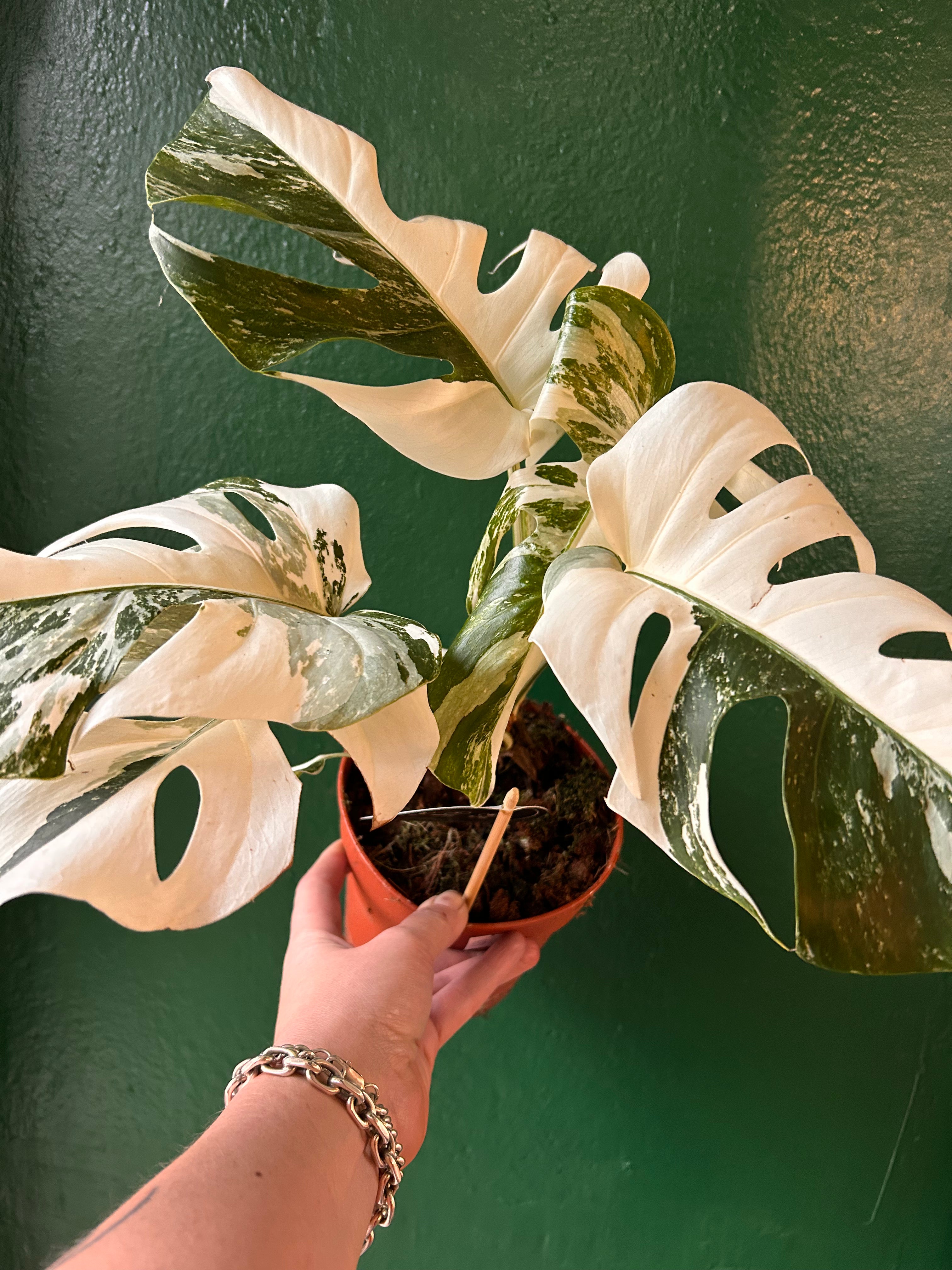 Monstera deliciosa &
