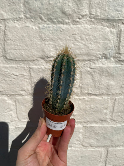 Pilosocereus azureus syn. Cereus azureus (Blue Torch Cactus) - British Grown