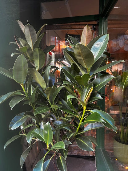 Ficus elastica (Rubber Plant)