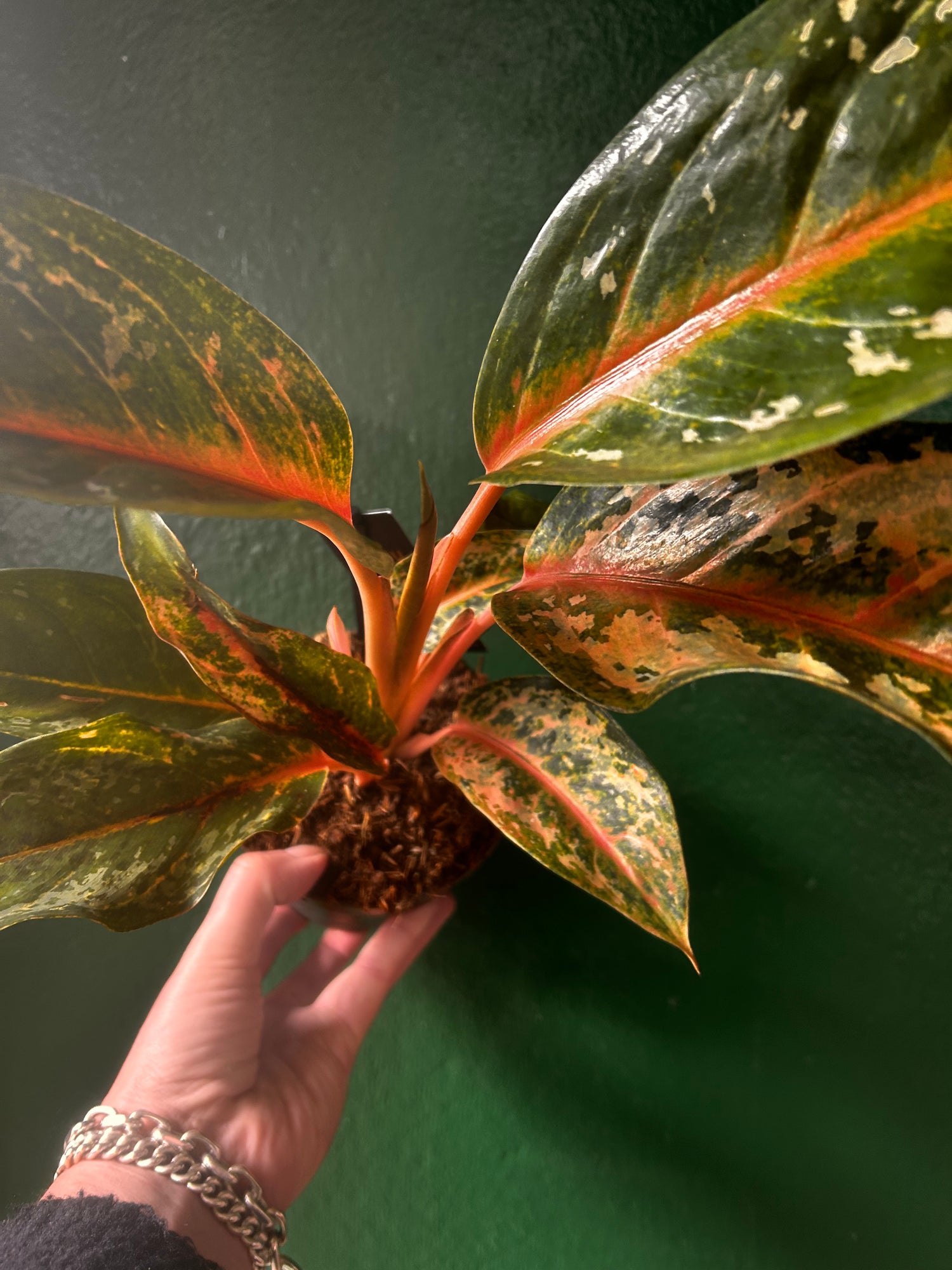 Aglaonema &