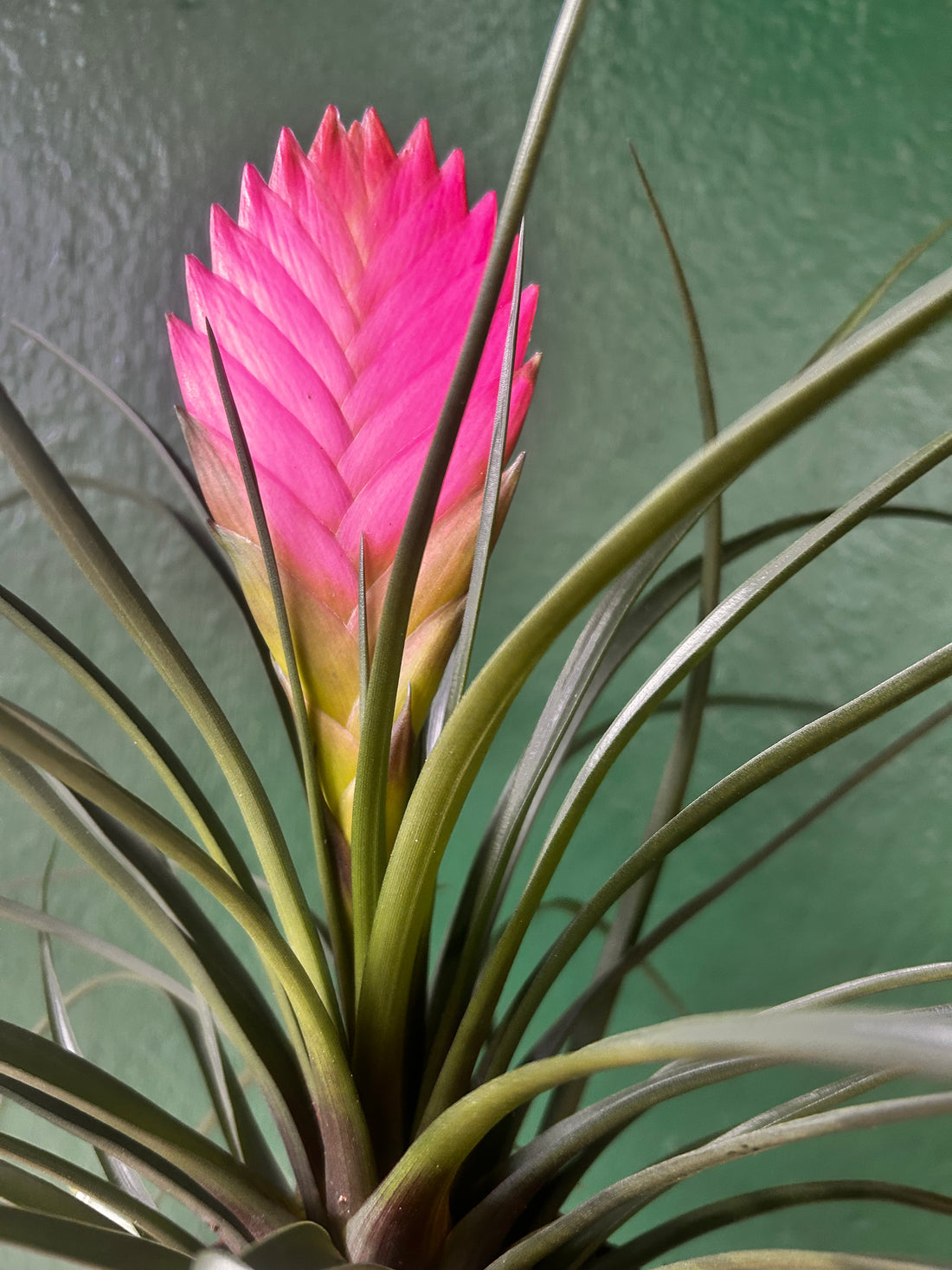 Tillandsia &