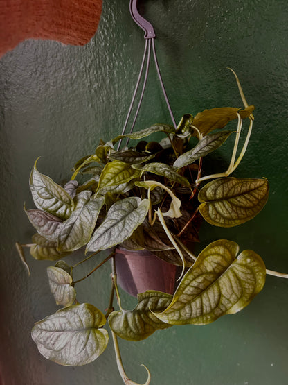 Monstera siltepecana (Silver Monstera)