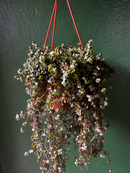 Pilea glaucophylla &