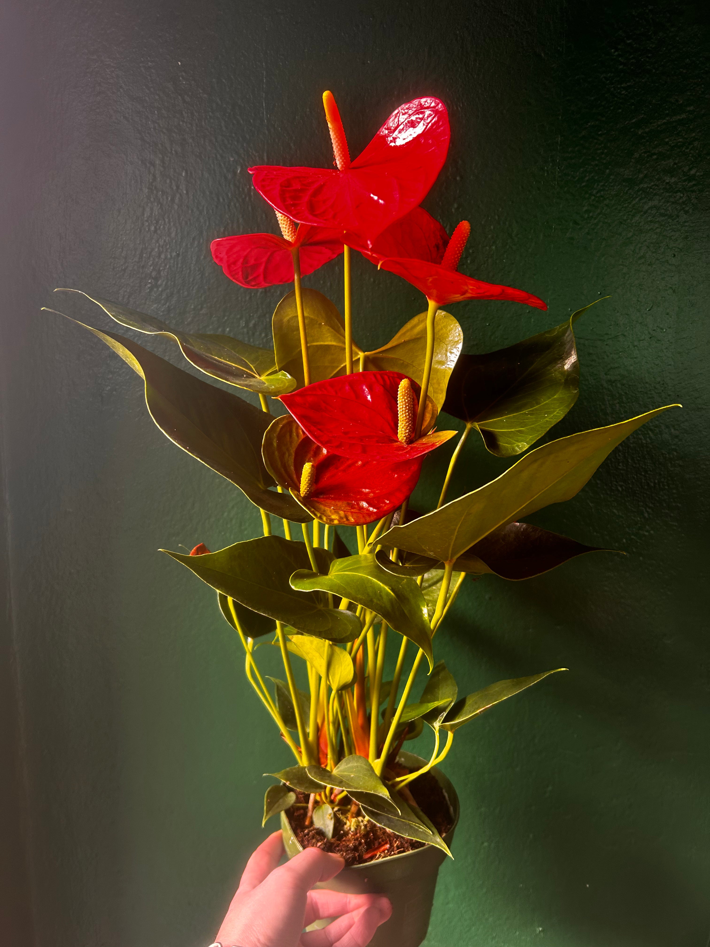 Anthurium andraeanum (Flamingo Flower)