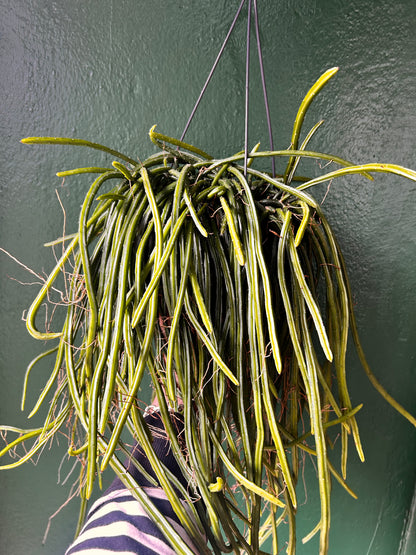 Selenicereus wercklei (Moonlight Cactus)