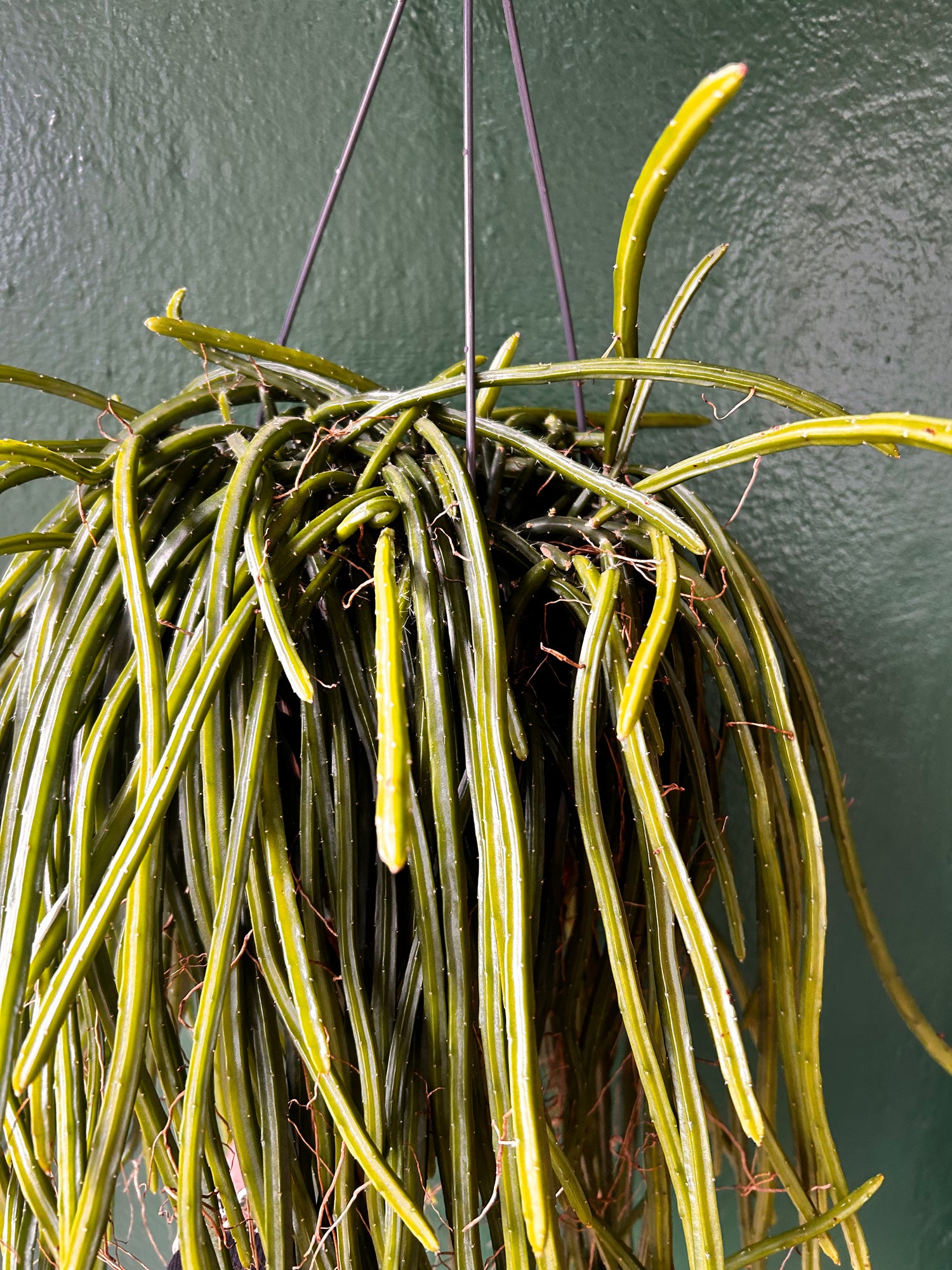 Selenicereus wercklei (Moonlight Cactus)