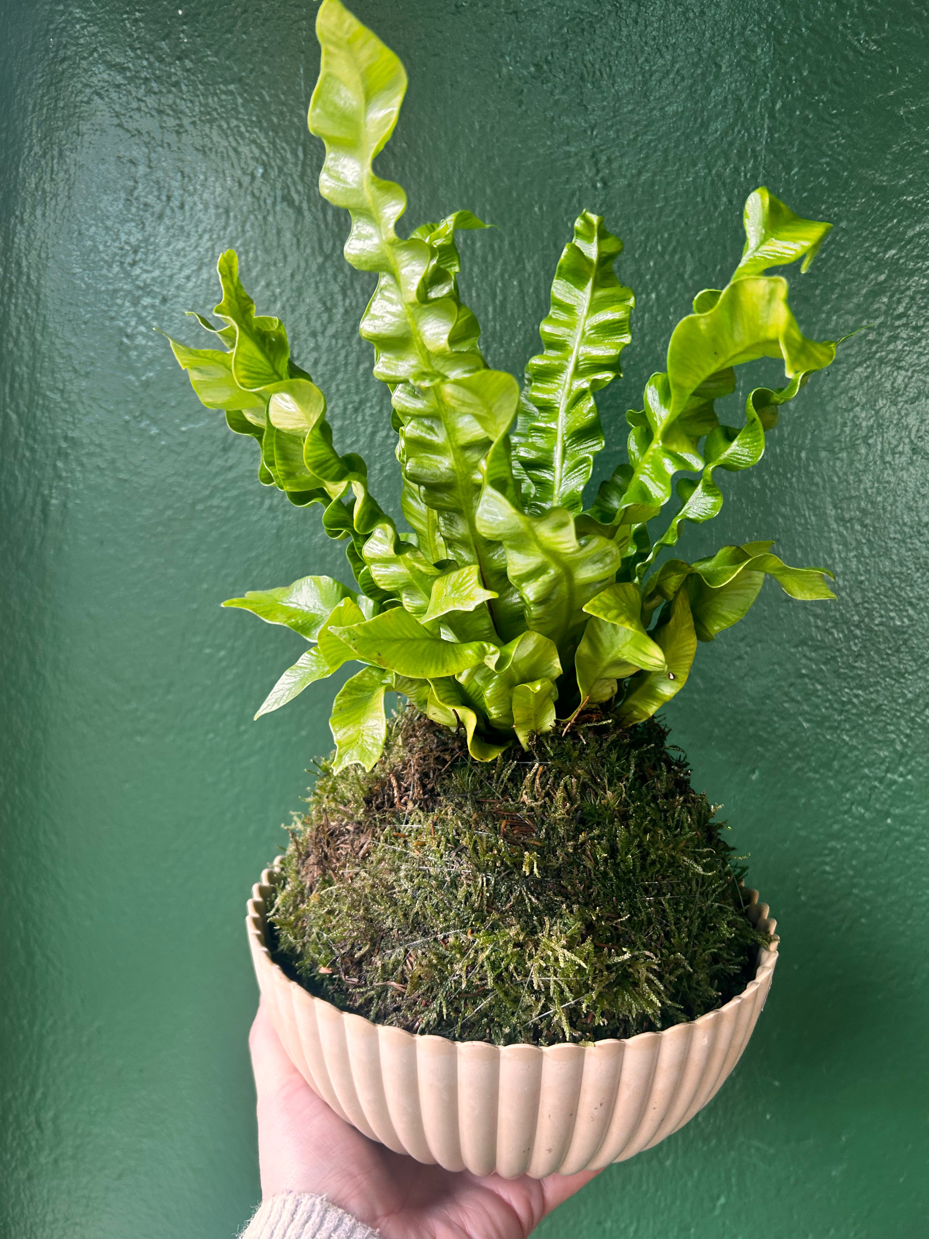 Kokedama (Moss Ball)