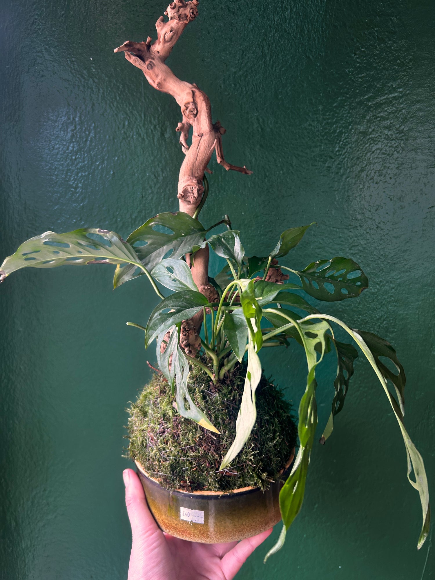 Kokedama (Moss Ball)