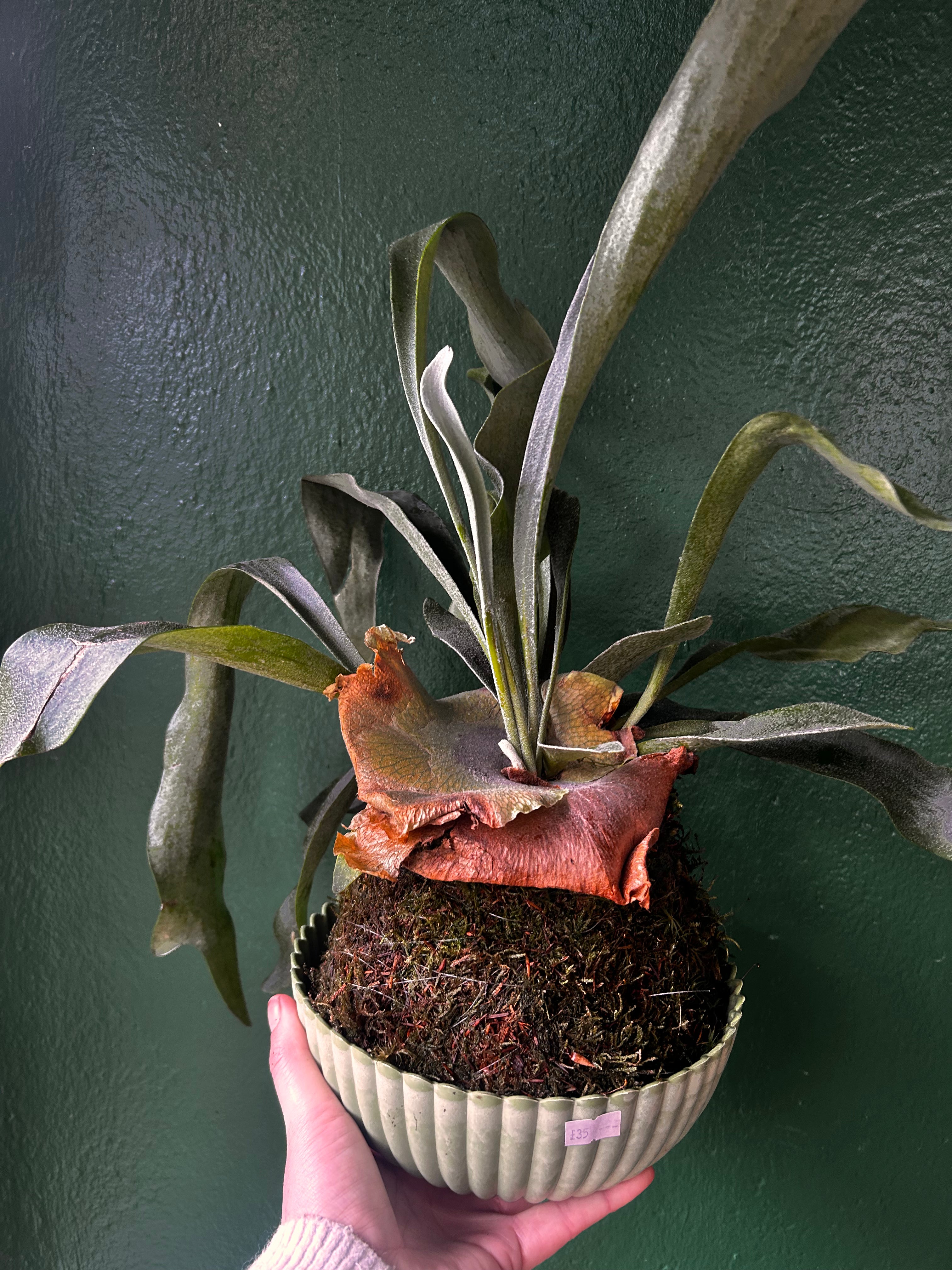 Kokedama (Moss Ball)