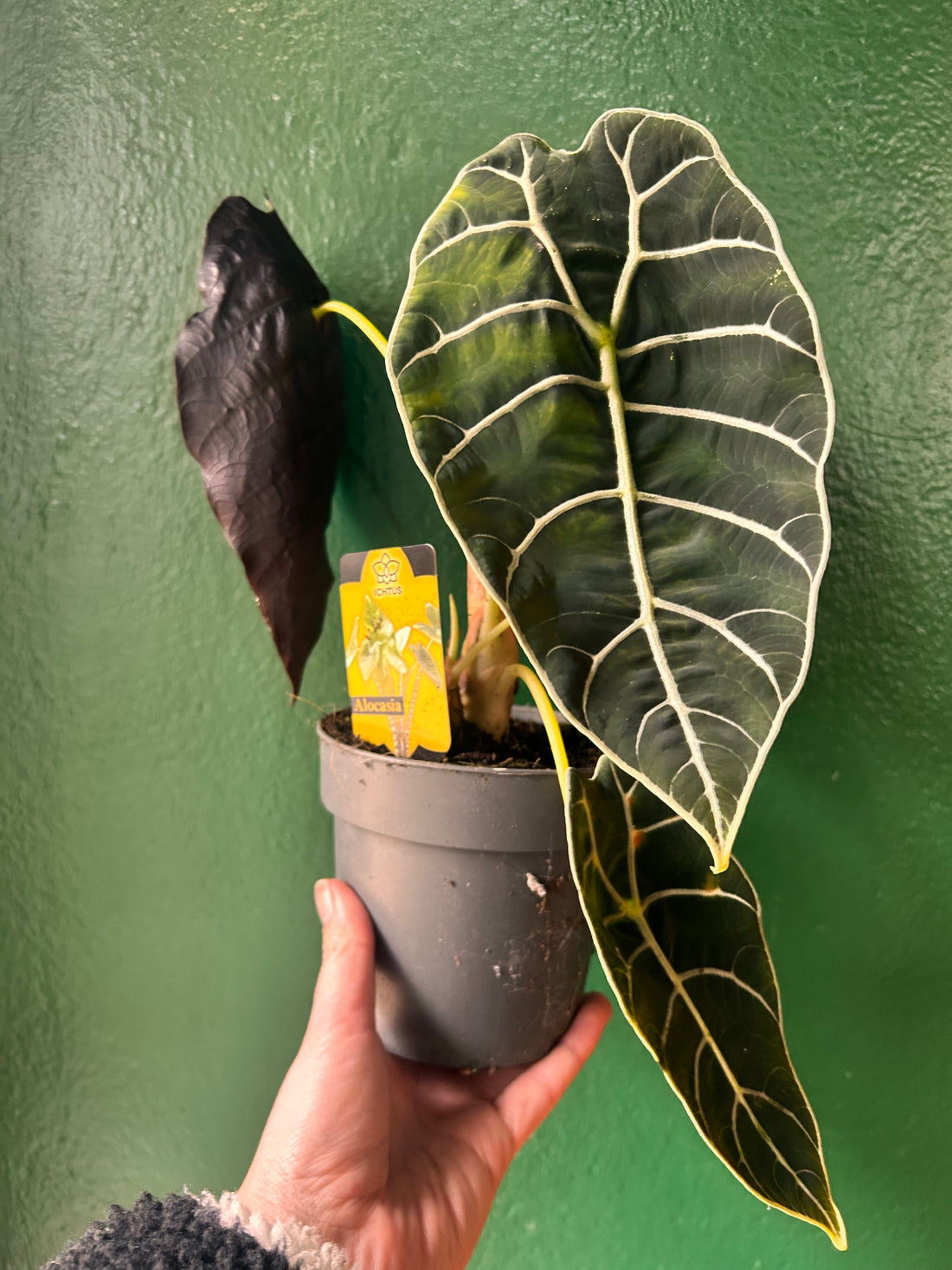 Alocasia &