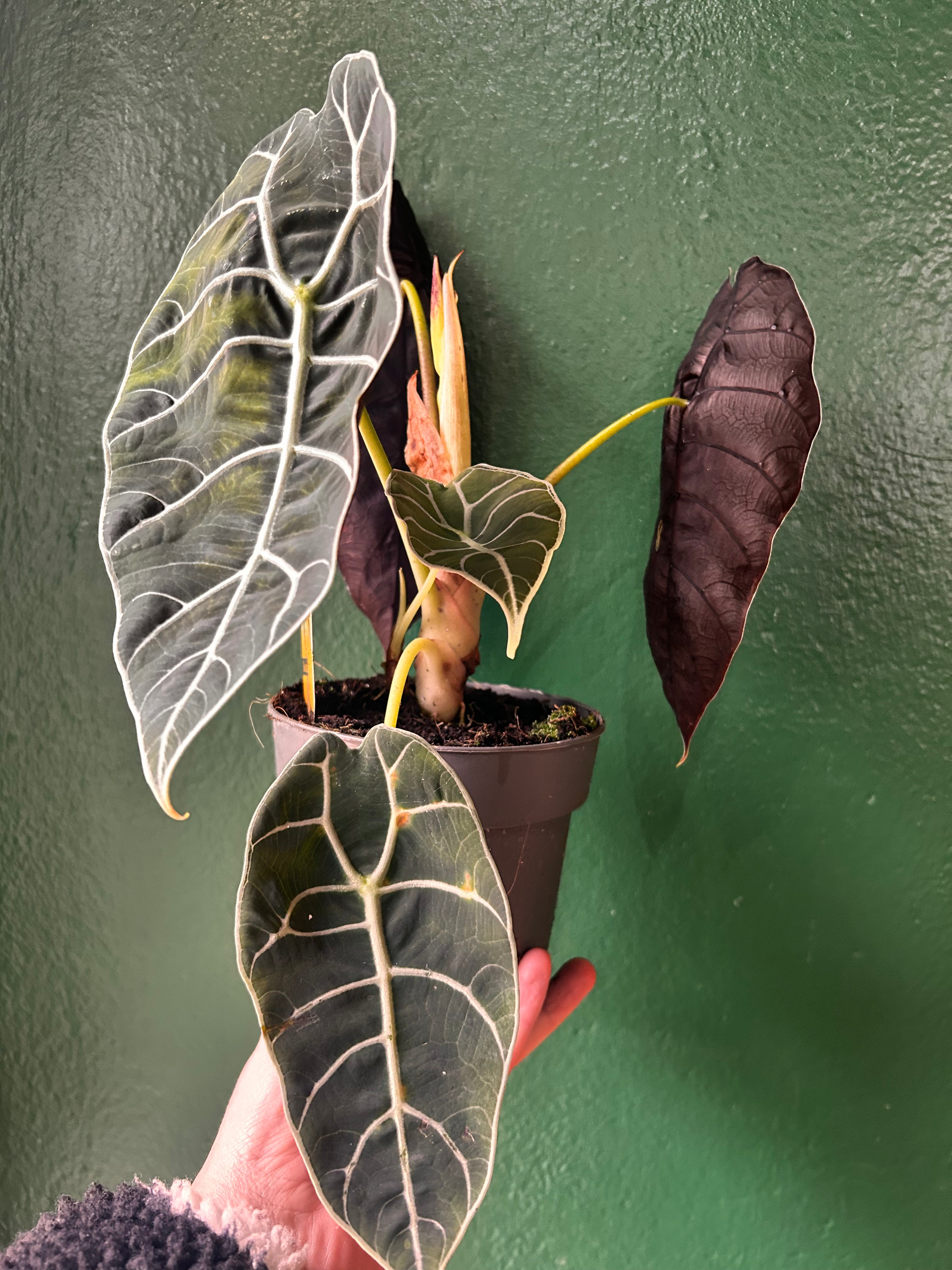 Alocasia &