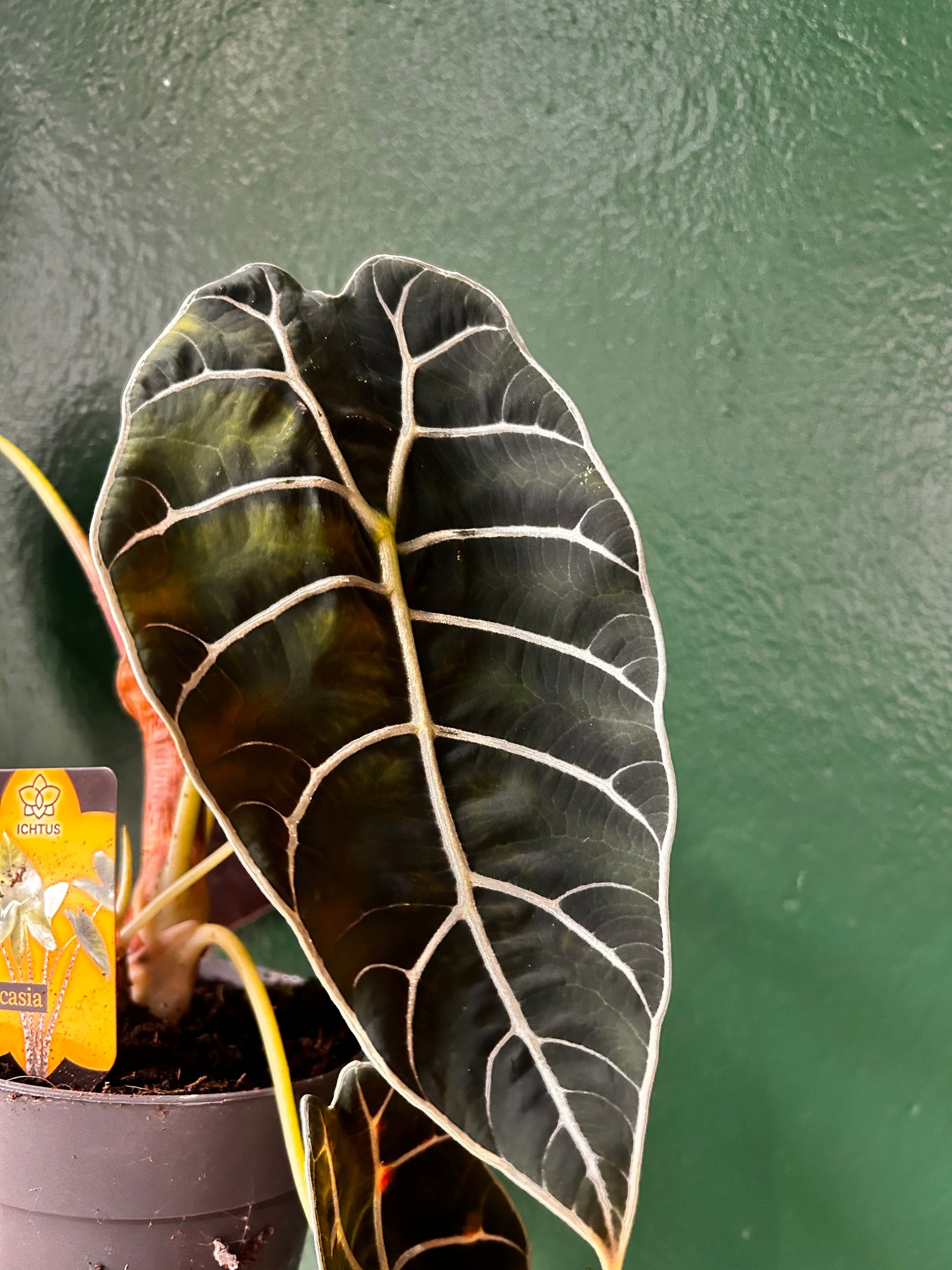 Alocasia &