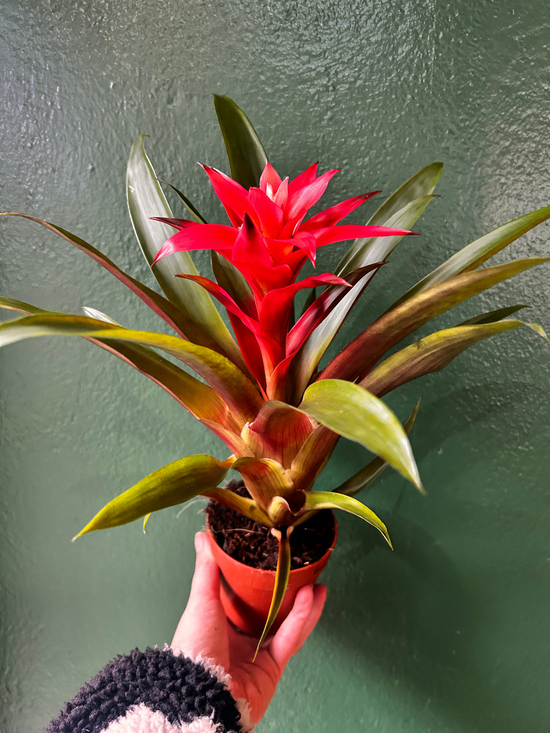 Guzmania &