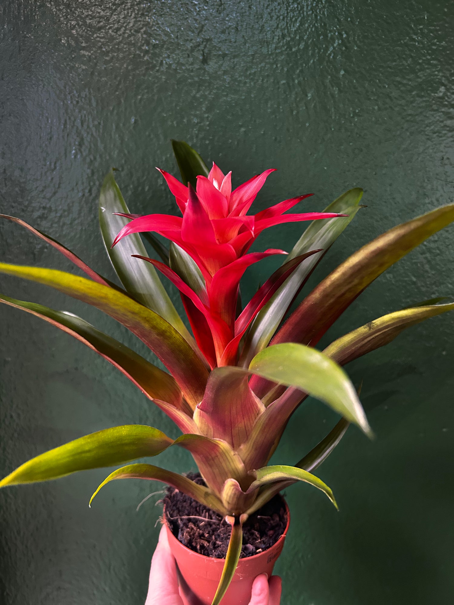 Guzmania &
