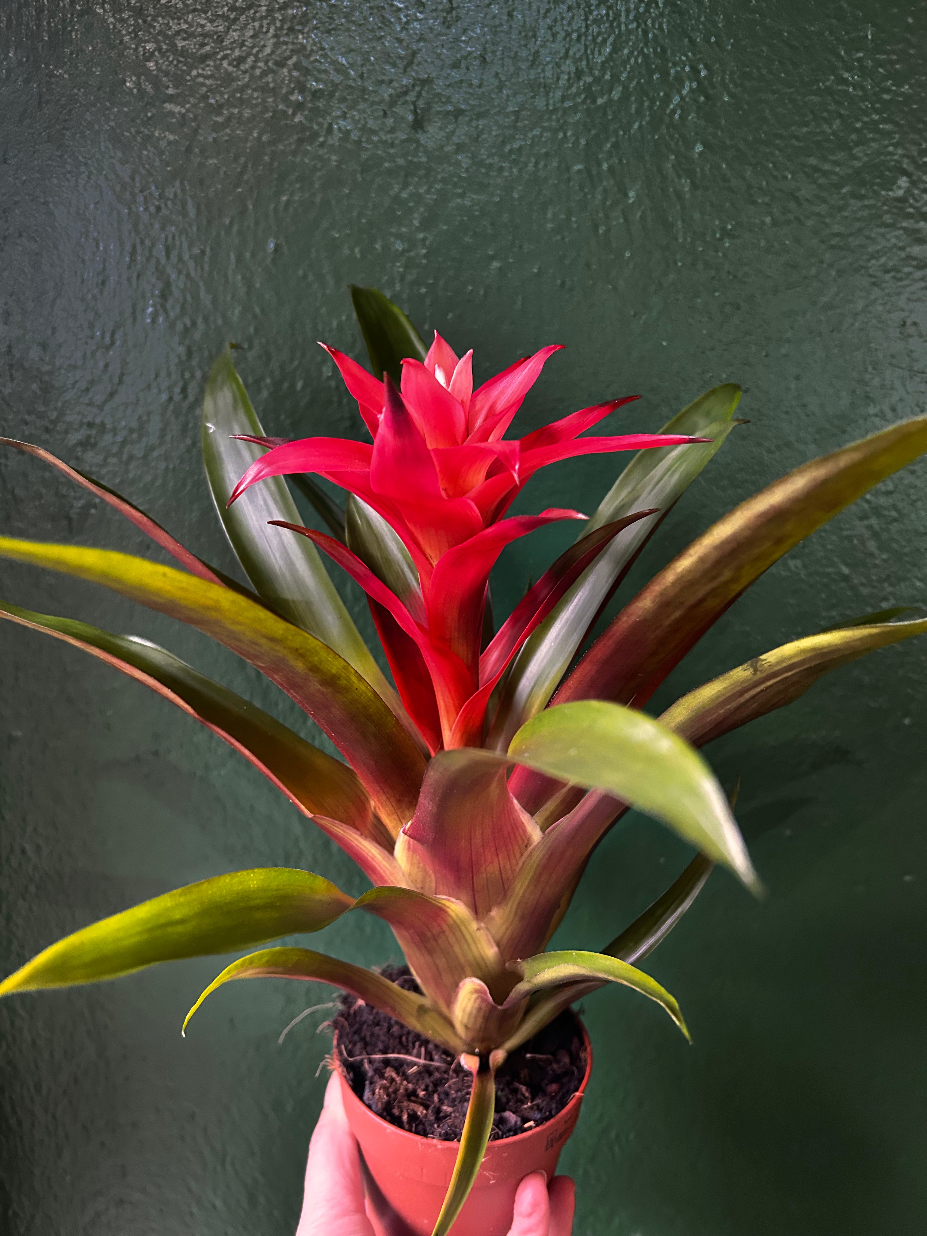 Guzmania &