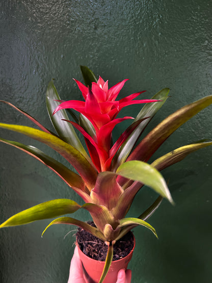 Guzmania &