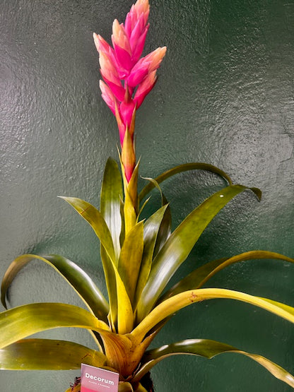 Guzmania &