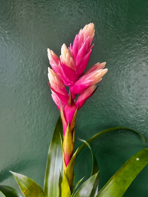 Guzmania &