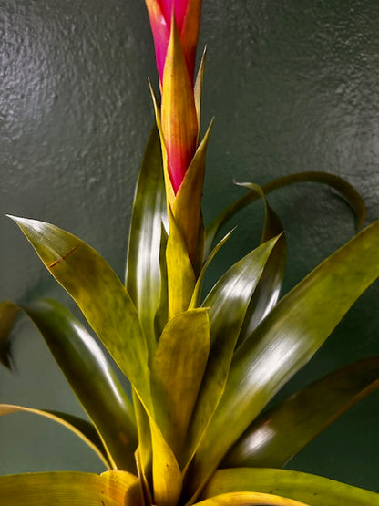 Guzmania &