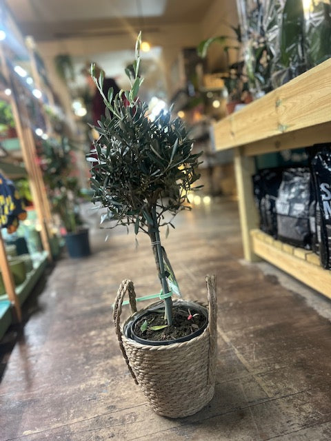 Olea plant (olive tree)