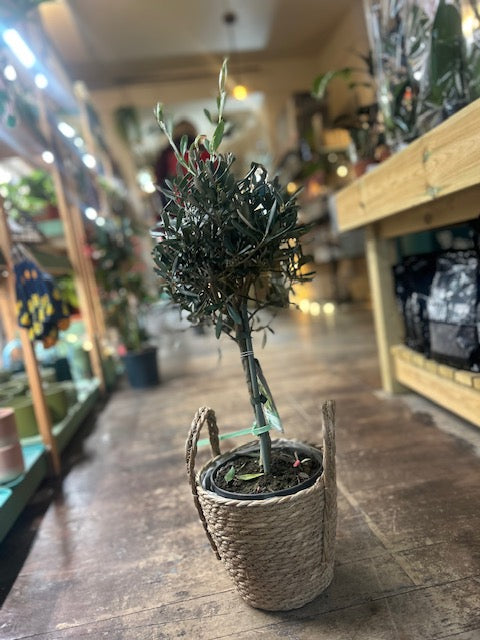 Olea plant (olive tree)