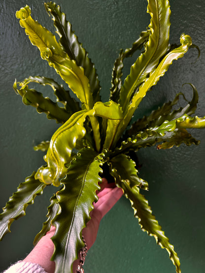 Asplenium Antiquum &