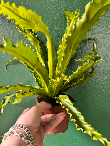 Asplenium Antiquum &